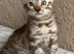 Murray - Bengal Kitten For Adoption - Bradenton&comma; FL&comma; US