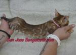 victory mars litter - Bengal Kitten For Sale - San Jose&comma; CA&comma; US