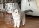 Big Ragdoll Boy Kitten - Ragdoll Kitten For Sale - American Canyon&comma; CA&comma; US