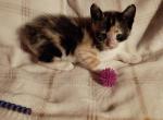 Precious litter - Manx Kitten For Sale - Cushing&comma; TX&comma; US