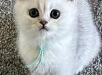 Everly - British Shorthair Kitten For Sale - OR&comma; US