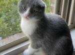 Lucky Scottish Fold kitten - Scottish Fold Kitten For Sale - Springdale&comma; AR&comma; US