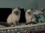 Blue mitted male - Ragdoll Kitten For Sale - 