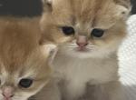 Oscar - British Shorthair Kitten For Sale - Englewood&comma; CO&comma; US