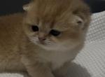 Mila - British Shorthair Kitten For Sale - Englewood&comma; CO&comma; US
