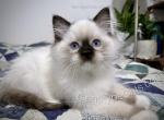 Errol - Ragdoll Kitten For Sale - Tuscaloosa&comma; AL&comma; US