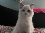 Male Ragdoll kittens - Ragdoll Kitten For Sale - Hesperia&comma; CA&comma; US