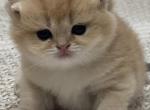 Lio - British Shorthair Kitten For Sale - Englewood&comma; CO&comma; US