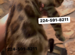 Bengal kitten  charcoal Silver  female - Bengal Kitten For Sale - Chicago&comma; IL&comma; US