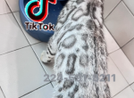 Snow Lynx Bengal Kitten Female - Bengal Kitten For Sale - 