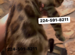 Bengal Kitten Silver Male - Bengal Kitten For Sale - 