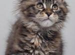 Yokohama - Maine Coon Kitten For Sale - Charlotte&comma; NC&comma; US