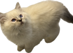 Peaches female stripe nose - Ragdoll Kitten For Sale - Okemah&comma; OK&comma; US