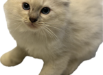 Peaches lynx point male - Ragdoll Kitten For Sale - 