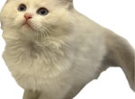Peaches bicolor blue - Ragdoll Kitten For Sale - 