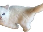Peaches flame point - Ragdoll Kitten For Sale - Okemah&comma; OK&comma; US