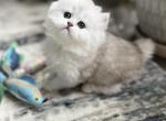 Beauty - Scottish Straight Kitten For Sale - 