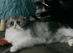 Adult exotic persian fold - Scottish Fold Cat For Sale/Retired Breeding - 