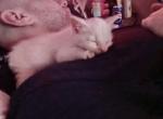 Zig zag - Munchkin Kitten For Sale - Marshalltown&comma; IA&comma; US