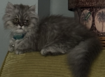 Popcorn - Munchkin Cat For Sale - Philadelphia&comma; PA&comma; US