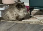 Magee chocolate point munchkin - Munchkin Cat For Sale - Philadelphia&comma; PA&comma; US