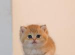 Milo - British Shorthair Kitten For Sale - Saint Cloud&comma; FL&comma; US