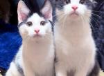 Kittens Male Black & White and Tabby & White - Domestic Kitten For Sale - Steger&comma; IL&comma; US