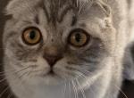 Boss - Scottish Fold Kitten For Sale - Bellingham&comma; WA&comma; US