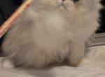 Longhair extreme calico - Persian Kitten For Sale - Waldorf&comma; MD&comma; US