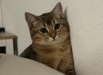 Mochi - British Shorthair Kitten For Sale - 