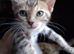 Co co's litter - Bengal Cat For Sale - Spring Grove&comma; PA&comma; US