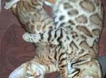 Bengal - Bengal Kitten For Sale - Arcadia&comma; IN&comma; US