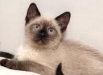 Adorable Siamese kitty - Siamese Kitten For Sale - Enfield&comma; CT&comma; US
