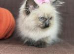 Ragdolls - Ragdoll Kitten For Sale - Barberton&comma; OH&comma; US