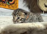 Lunar Frost - Bengal Kitten For Sale - 