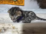 LF3 - Bengal Kitten For Sale - Del City&comma; OK&comma; US