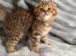 Scottish - Scottish Fold Kitten For Sale - White Plains&comma; NY&comma; US