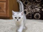 Milla - Scottish Straight Kitten For Sale - Commerce City&comma; CO&comma; US