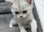 Milla - Scottish Straight Kitten For Sale - 