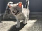 Milla - Scottish Straight Kitten For Sale - Commerce City&comma; CO&comma; US