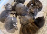 Lola litter - Maine Coon Kitten For Sale - Wilmington&comma; DE&comma; US
