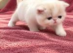 Mars - Exotic Kitten For Sale - Los Angeles&comma; CA&comma; US