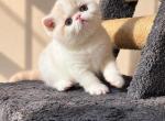 Mars - Exotic Kitten For Sale - Los Angeles&comma; CA&comma; US