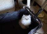 Minka kittens - Persian Kitten For Sale - CT&comma; US