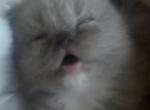 Cherubim ragdoll boy - Ragdoll Kitten For Sale - Gardnerville&comma; NV&comma; US