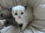 Ragdoll boy - Ragdoll Kitten For Sale - Gardnerville&comma; NV&comma; US
