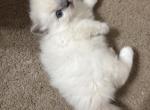 Munchkins - Ragdoll Kitten For Sale - Richmond&comma; TX&comma; US