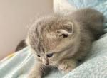 Mariam - Scottish Fold Kitten For Sale - 