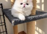 Aslan - Persian Kitten For Sale - 