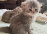 Max - Scottish Straight Kitten For Sale - PA&comma; US